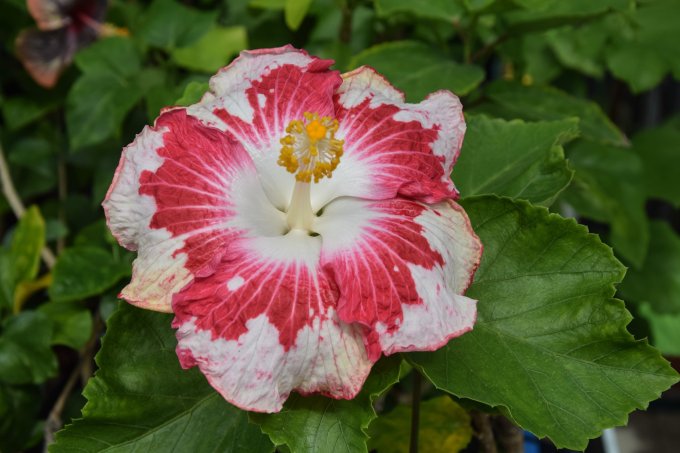 Otec: Formosa Fantasy Light