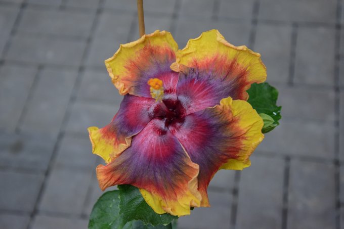 Father: RK Mystery Dream