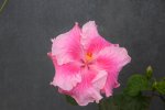 Pink Waves