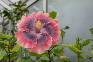 RK Country of Stories