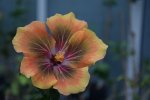 Color Essence