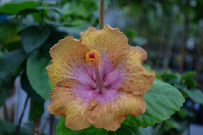 Matka: OV Autumn Morning