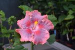Lady Margaret