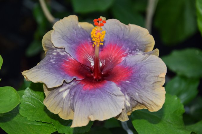 Matka: Wind Rosa Angel Starshine