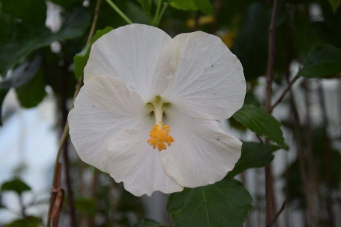 Matka: Bounty