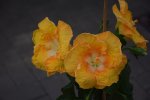 Bright Star