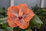 Orange Cheer