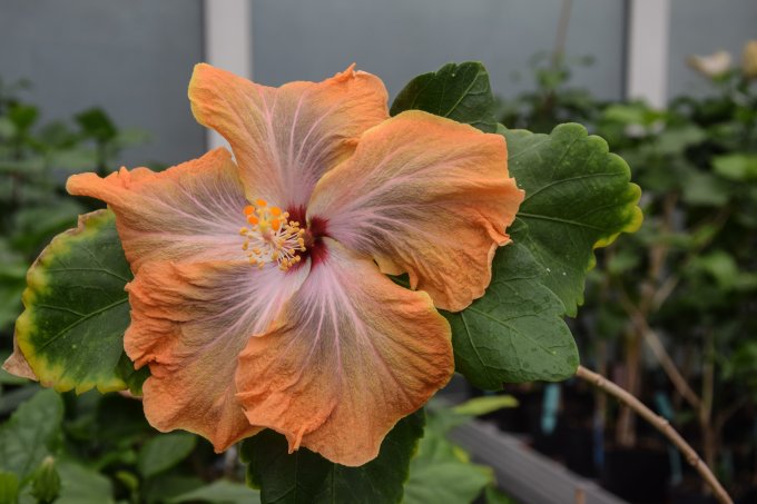 Orange Cheer