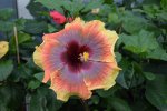 Amphora