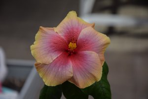 RK Daisy