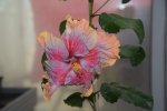 Persephone