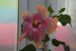 Persephone