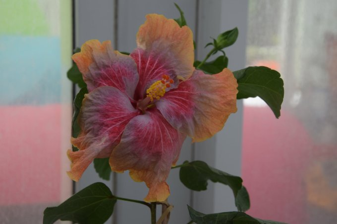 Persephone