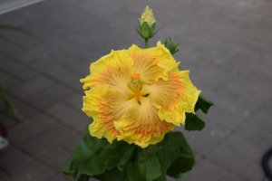 RK Sulfur Abyss
