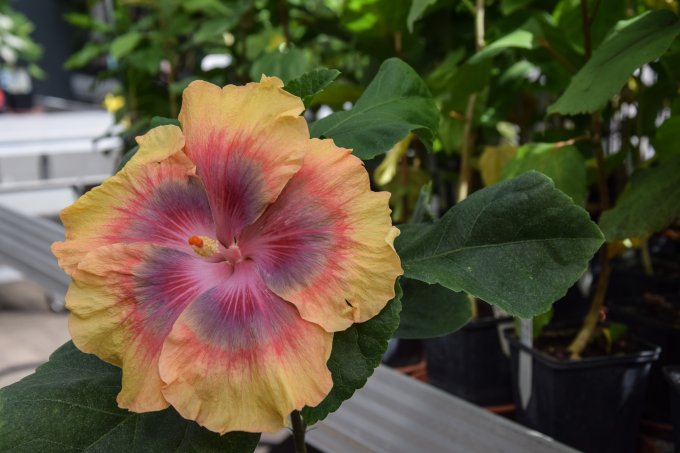 Harmony