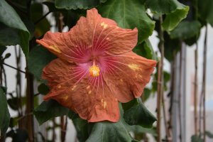 RK Mauna Loa