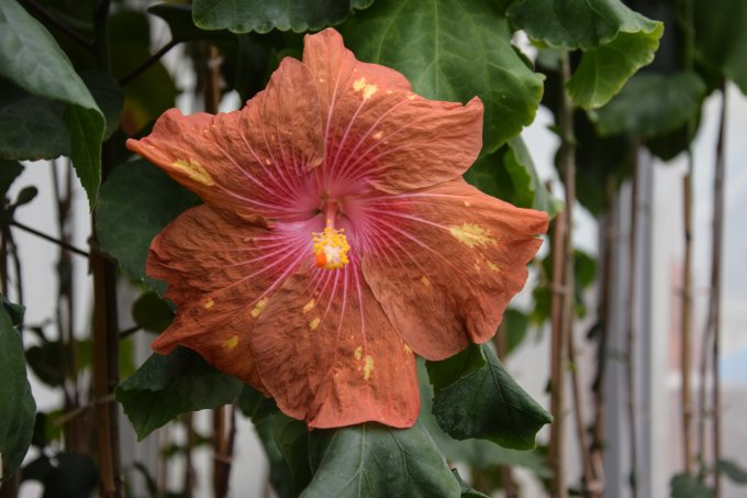 Mauna Loa