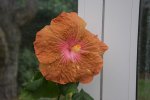 Mauna Loa