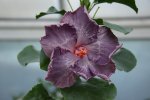 Amethyst Glow