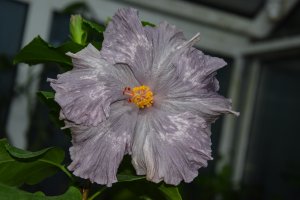 RK Amethyst Glow