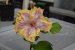 RK Exotic Butterfly