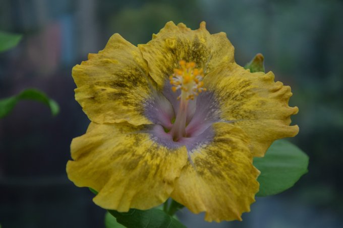 Mother: Chi´s Garden Golden Sand Falls