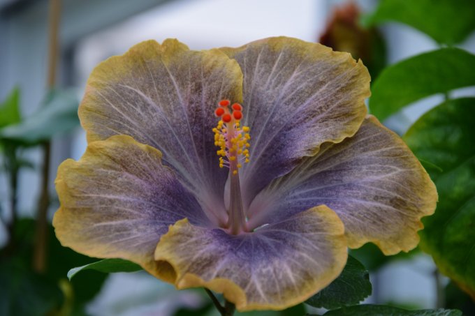 Father: Petar´s Halloween Party